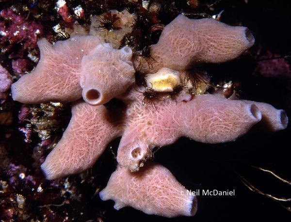 Photo of Pachychalina sp. by <a href="http://www.seastarsofthepacificnorthwest.info/">Neil McDaniel</a>